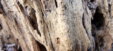 Formicoxenus nitidulus — worker photo 148