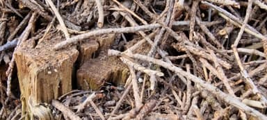 Formicoxenus nitidulus — worker photo 151