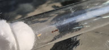 Formicoxenus nitidulus — queen photo 160