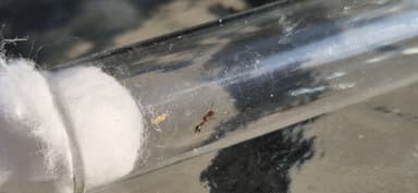 Formicoxenus nitidulus — queen photo 161