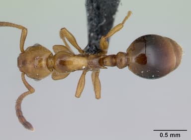 Formicoxenus nitidulus — queen photo 2