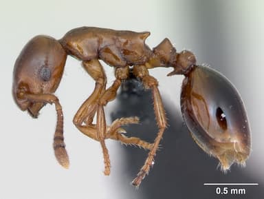 Formicoxenus nitidulus — queen photo 7