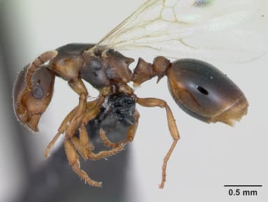 Formicoxenus nitidulus — queen photo 8