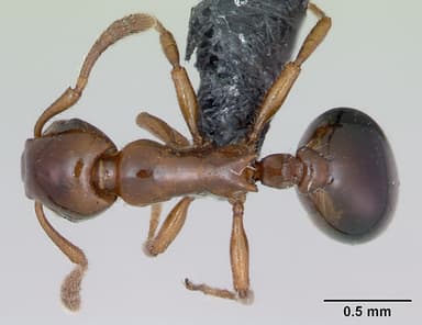 Formicoxenus nitidulus — queen photo 9
