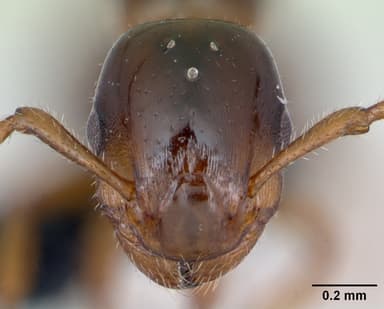 Formicoxenus nitidulus — queen photo 10