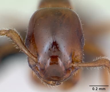 Formicoxenus nitidulus — queen photo 11