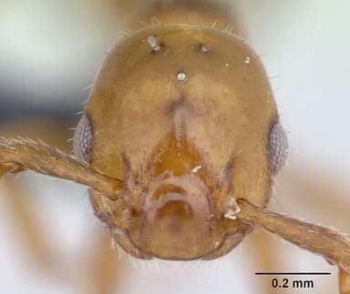 Formicoxenus nitidulus — queen photo 12