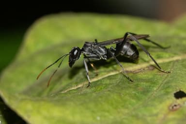 Gigantiops destructor photo 11