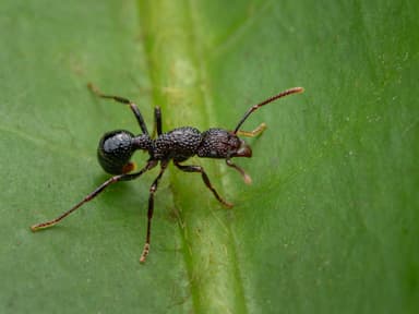 Gnamptogenys menadensis photo 2