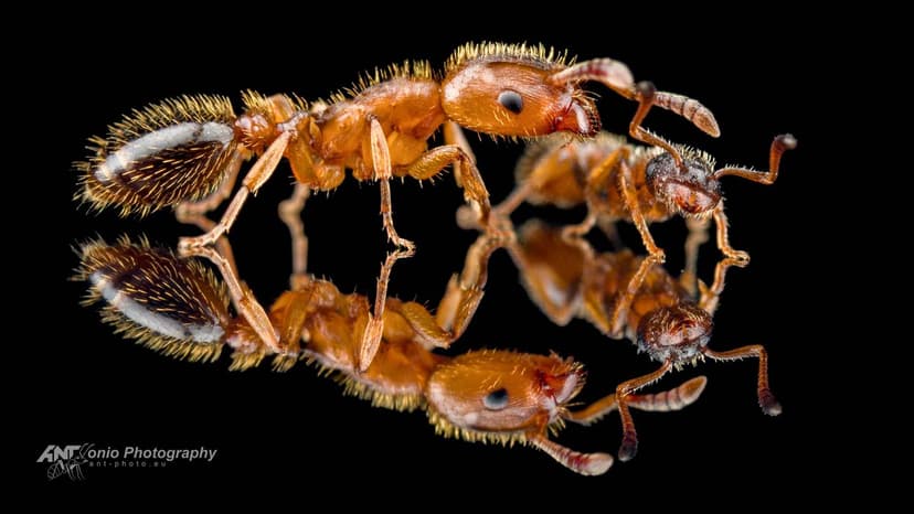 Harpagoxenus sublaevis photo 1