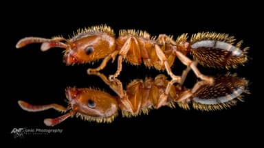 Harpagoxenus sublaevis photo 4