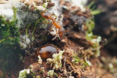 Harpagoxenus sublaevis — queen photo 28