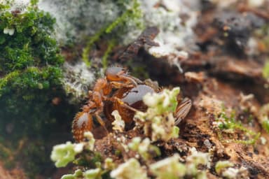 Harpagoxenus sublaevis — queen photo 29