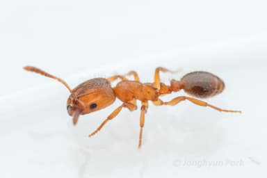 Harpagoxenus sublaevis — queen photo 31