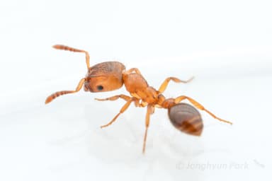 Harpagoxenus sublaevis — queen photo 32