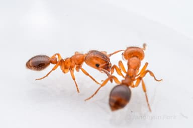 Harpagoxenus sublaevis — queen photo 33