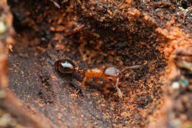 Harpagoxenus sublaevis — queen photo 38