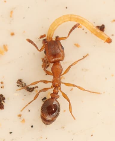 Harpagoxenus sublaevis photo 62