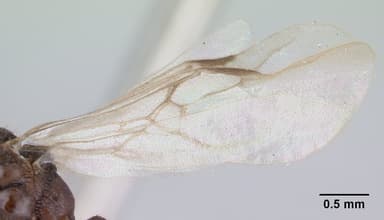 Harpagoxenus sublaevis — queen photo 12