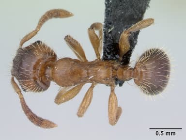 Harpagoxenus sublaevis — queen photo 15