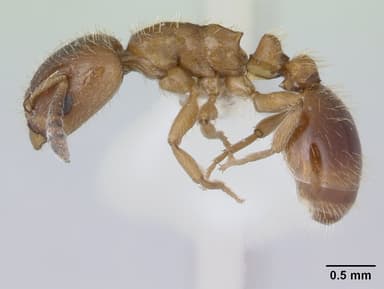 Harpagoxenus sublaevis — queen photo 16