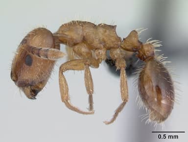 Harpagoxenus sublaevis — queen photo 19