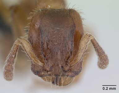 Harpagoxenus sublaevis — queen photo 20
