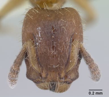 Harpagoxenus sublaevis — queen photo 22
