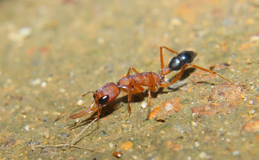 Harpegnathos saltator photo 1