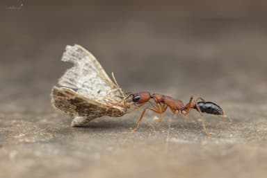 Harpegnathos saltator photo 11