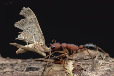 Harpegnathos saltator photo 13