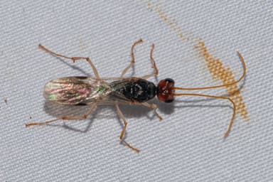 Harpegnathos venator photo 2