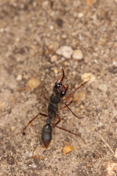 Harpegnathos venator photo 5