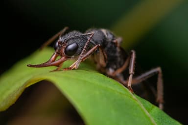 Harpegnathos venator photo 11