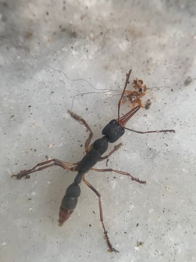Harpegnathos venator photo 21