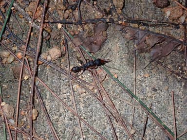 Harpegnathos venator photo 29