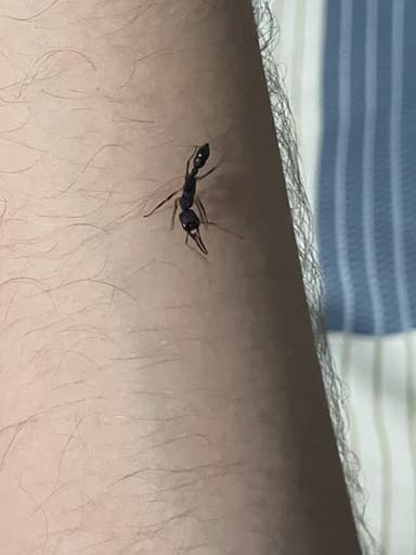 Harpegnathos venator photo 30