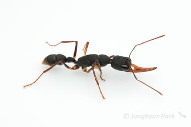 Harpegnathos venator photo 31