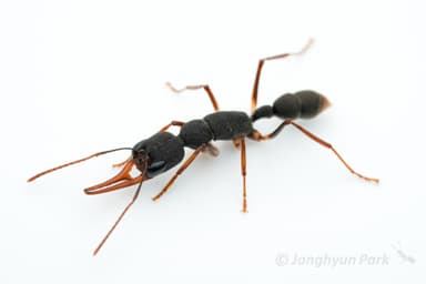 Harpegnathos venator photo 33