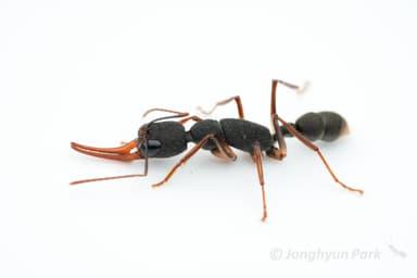 Harpegnathos venator photo 34
