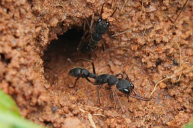 Harpegnathos venator photo 36
