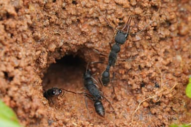 Harpegnathos venator photo 37