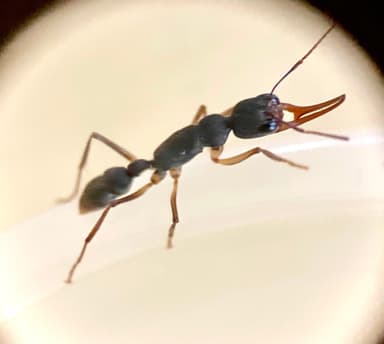 Harpegnathos venator photo 41