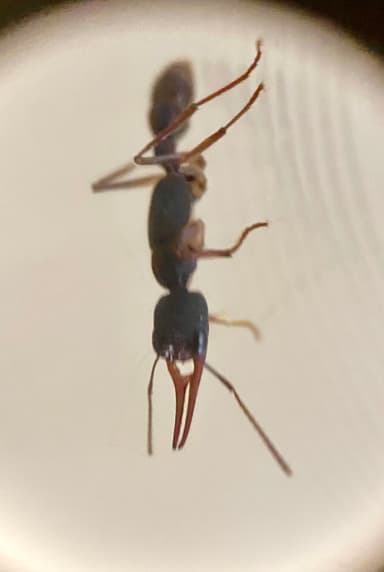 Harpegnathos venator photo 42