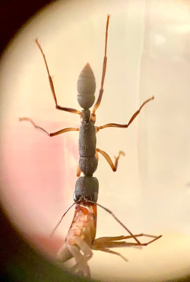Harpegnathos venator photo 43