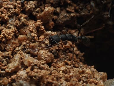 Harpegnathos venator photo 49