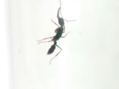 Harpegnathos venator photo 56