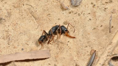Harpegnathos venator photo 62
