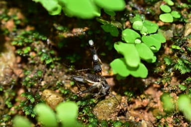 Harpegnathos venator photo 64