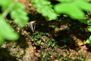 Harpegnathos venator photo 65
